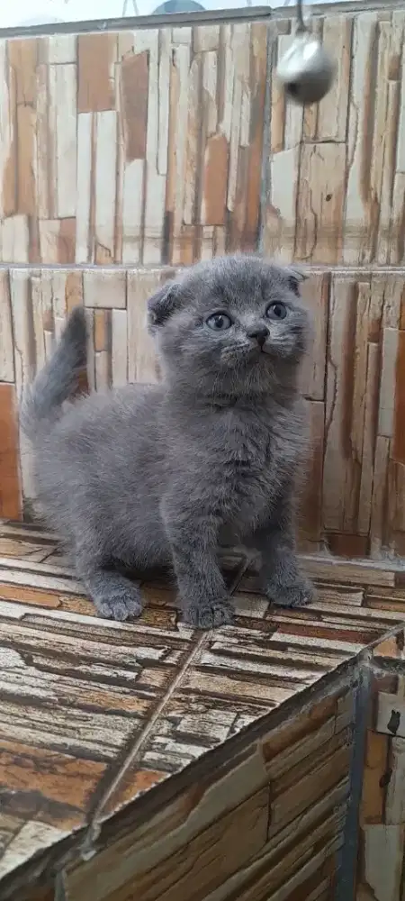 Kitten Scottish fold