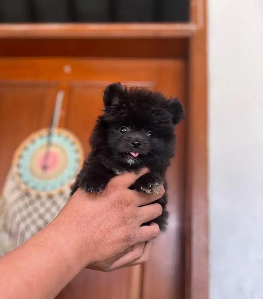 Puppies / anjing minipom hitam