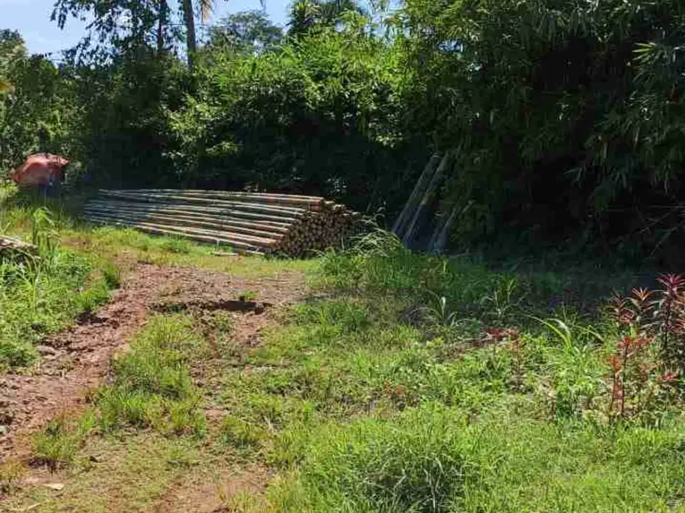 jual tanah murah LT 1200m, girik,  akses jalan desa