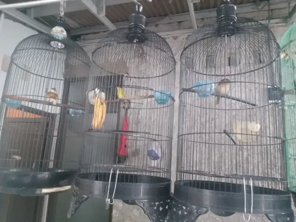 Kenari,flamboyan,dakun