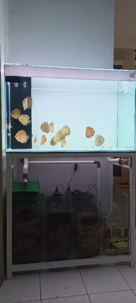 Aquarium akuarium 100x50x60