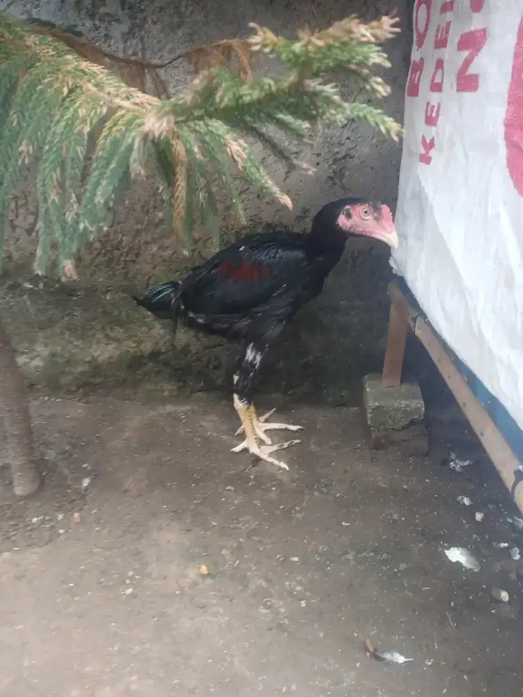 Bangkok usia 4 bulan,tulangan super,trah jelas,calon ukuran lmyan gede