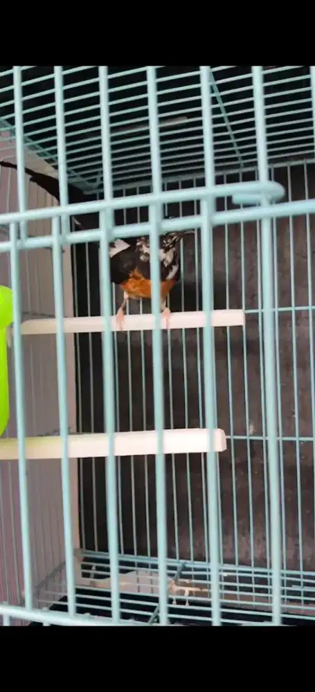 Murai blorok sepasang