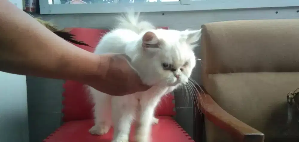 Kucing persis jantan