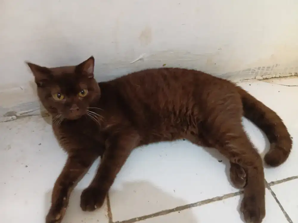 BSH british shorthair pure bread jantan choco 9bulan turunan ped