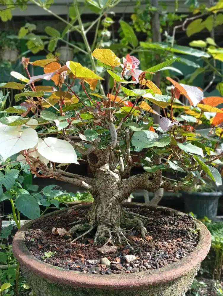 Bonsai Waru Varigata