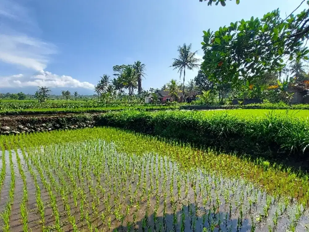 Dijual tanah untuk Investasi view Sawah dan merapi area Pakem Sleman