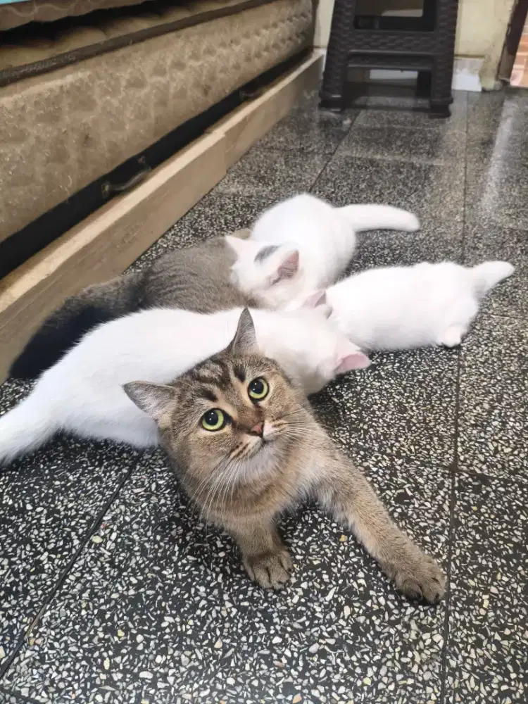 Golden fold straight