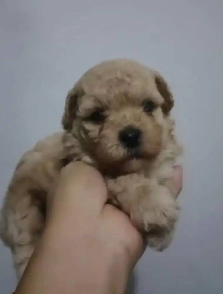 Anjing / puppies toy poodle betina cute