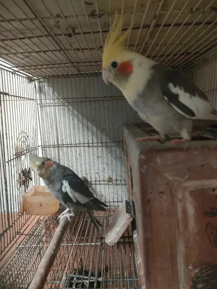 Burung falk atau parkit Australia sepasang umur 7 bulan lebih