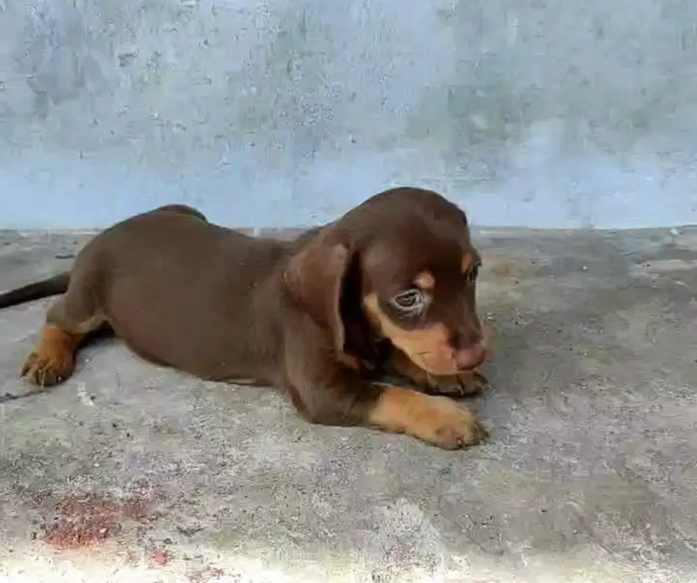 Puppies / anjing teckel jantan