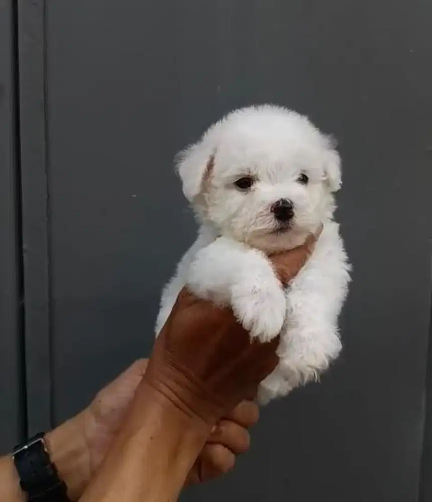 Puppies / anjing bichon frise betina