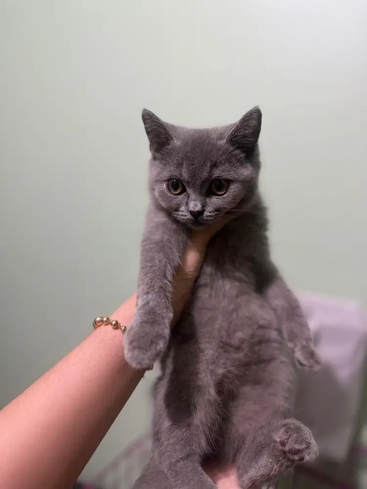 british shorthair