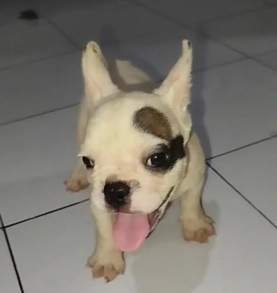 Anjing / puppies french bulldog betina