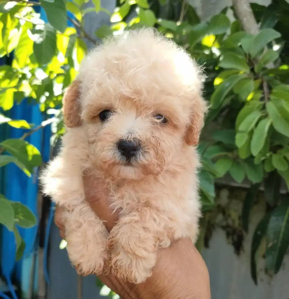 Puppies / anjing toy poodle betina