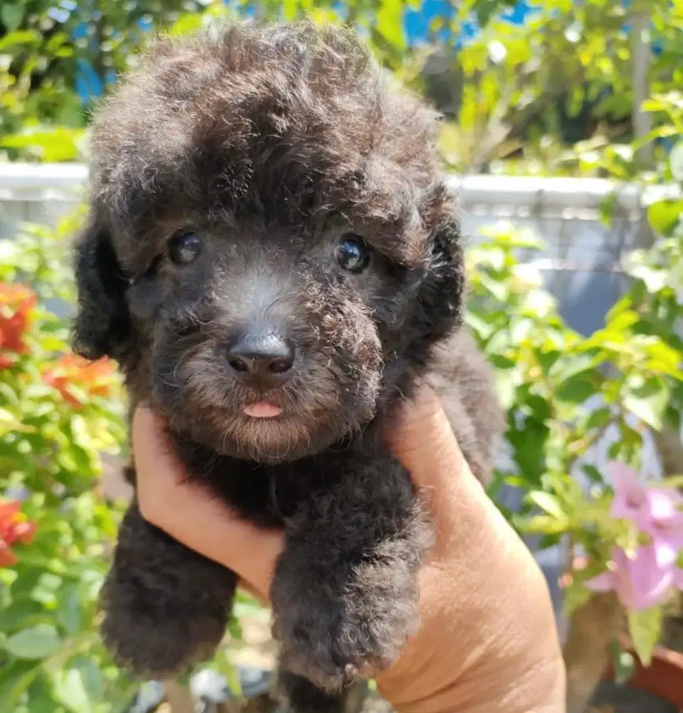 Puppies / anjing silver toy poodle jantan