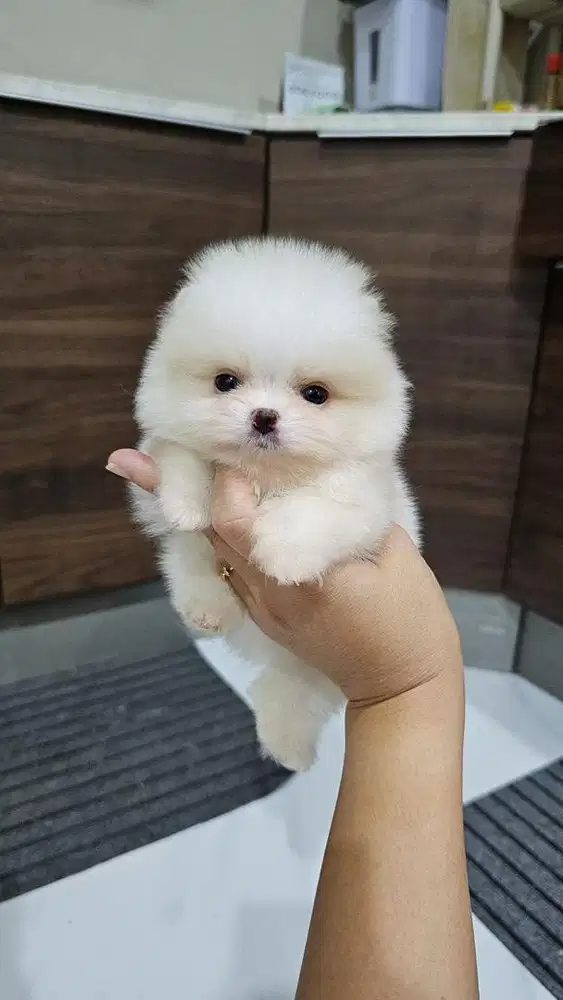 Puppies / anjing teacup minipom jantan
