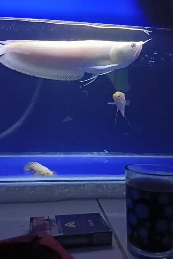 Dijual arwana silver albino 30cm