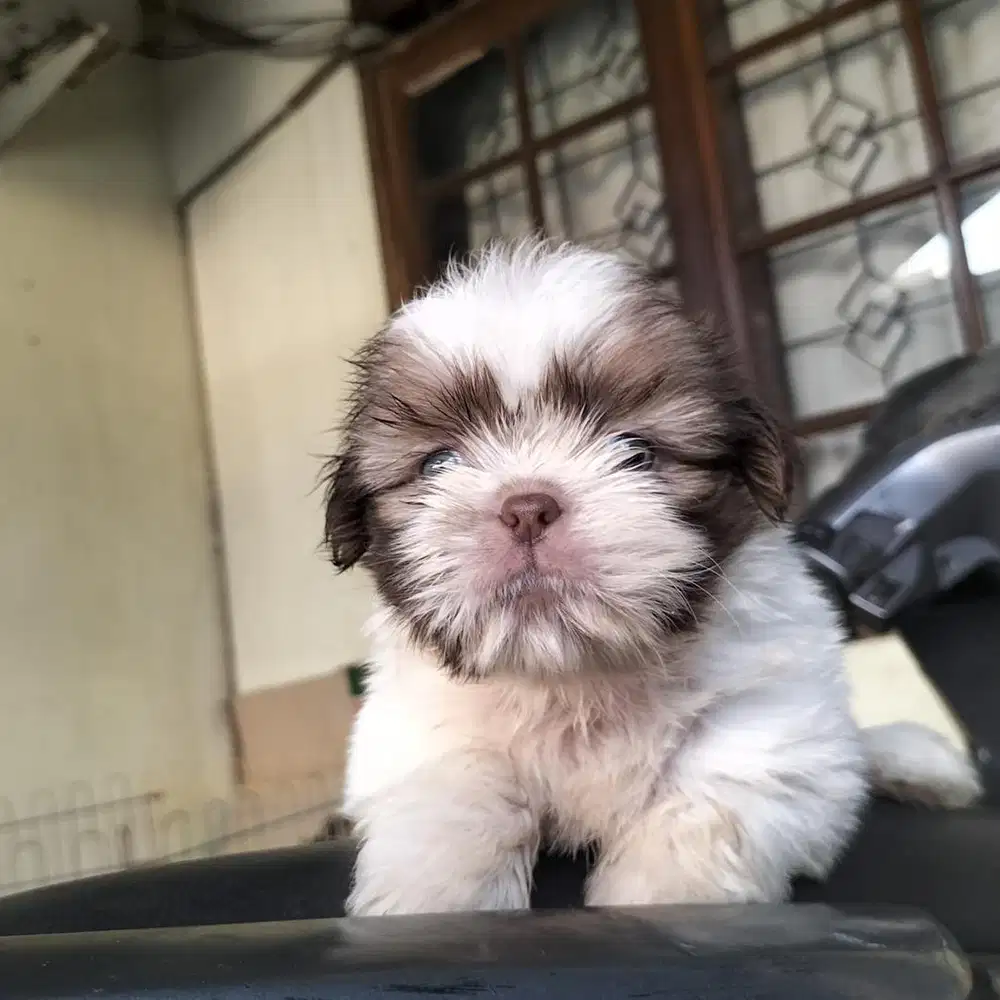 Anjing / puppies shihtzu cute