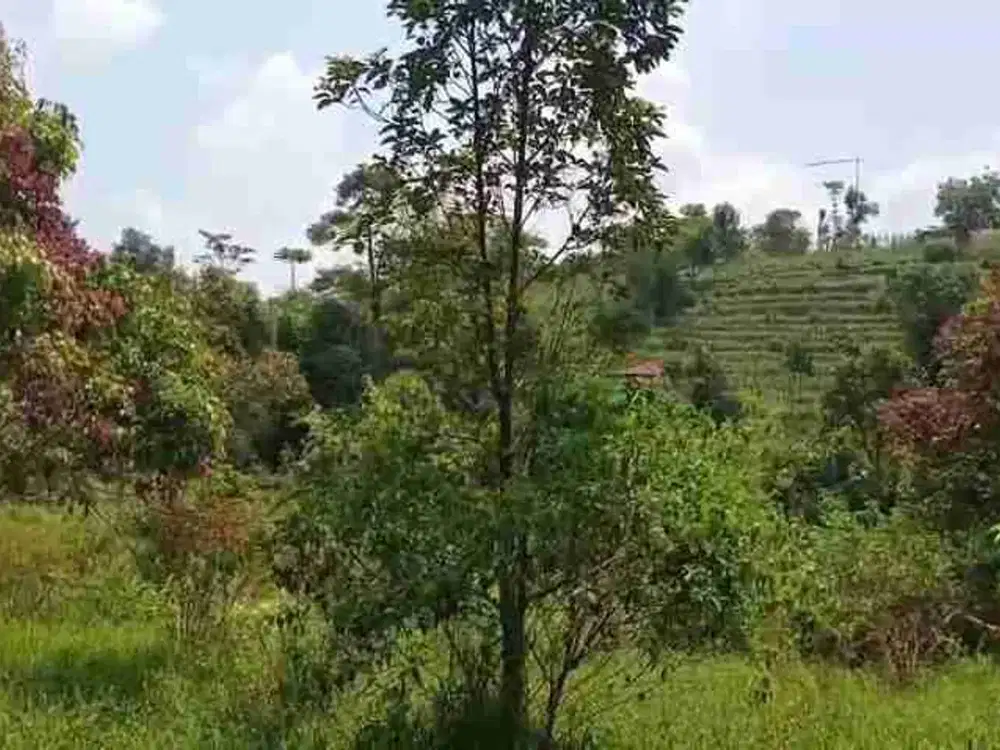 jual tanah murah LT 6ha, shm, full pohon buah