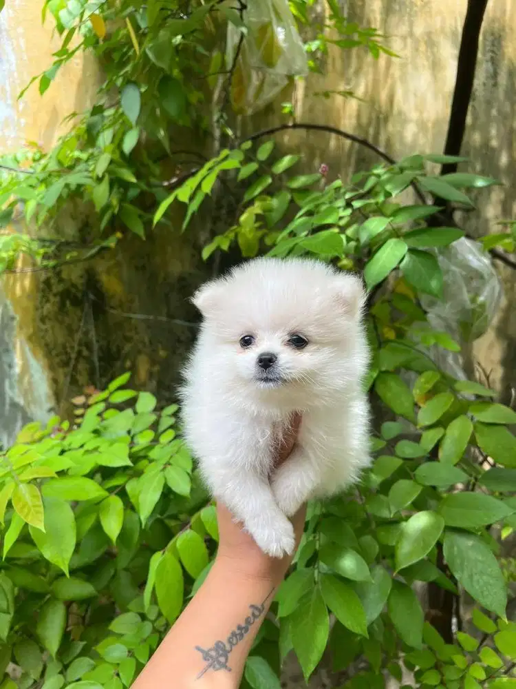 Puppies / anjing minipom putih