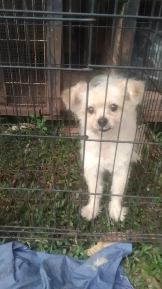 minipom mix yorkshire jantan