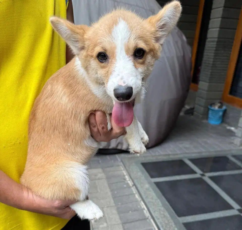 Puppies / anjing welsh corgi jantan