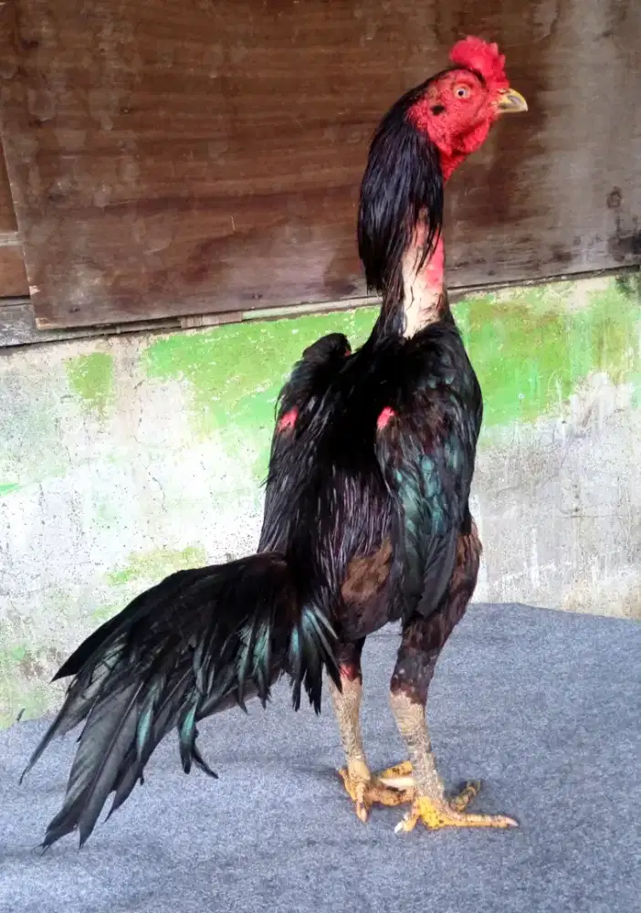 Ayam trah BK X BLACKBULL kondisi sehat dan terawat