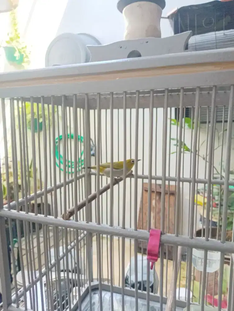 Masteran kenari harga nett