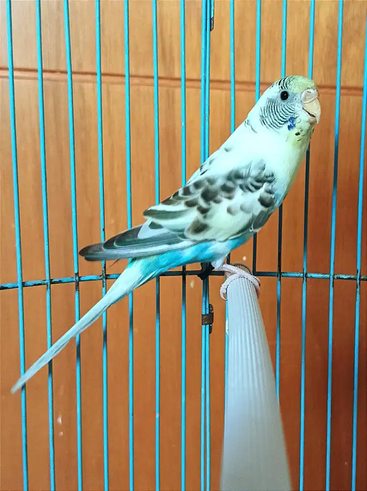 Parkit Betina Warna Cantik Suara Isian