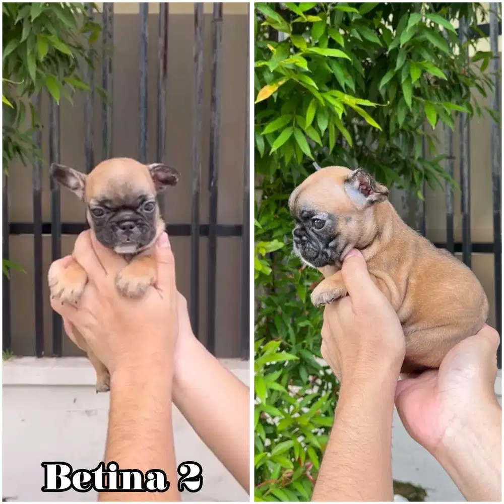 French bulldog puppy jantan & betina