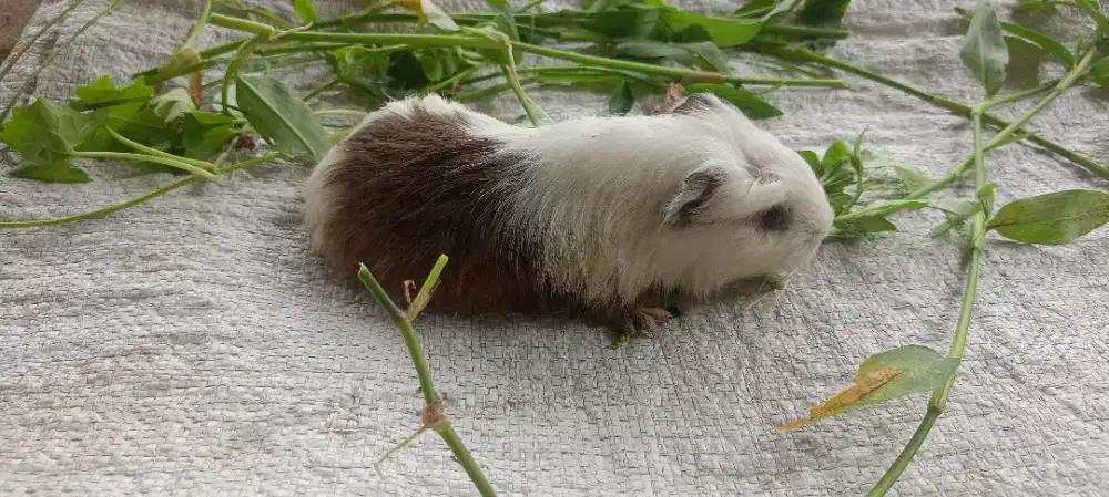 Sepasang hias marmut