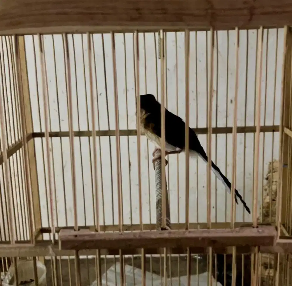 Murai batu trotol trah ekor panjang 35 cm x 18 cm