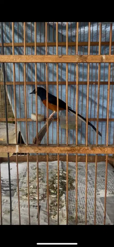 Murai batu gacor isian cililin siap lomba tarung sujud2