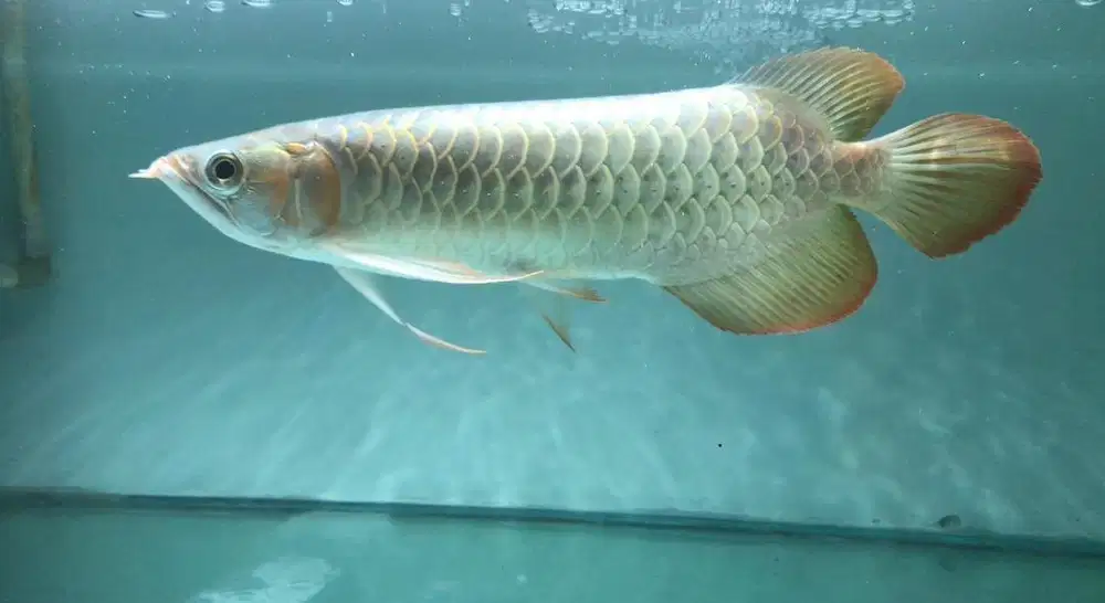 Ikan Arwana/Arowana Super Red
