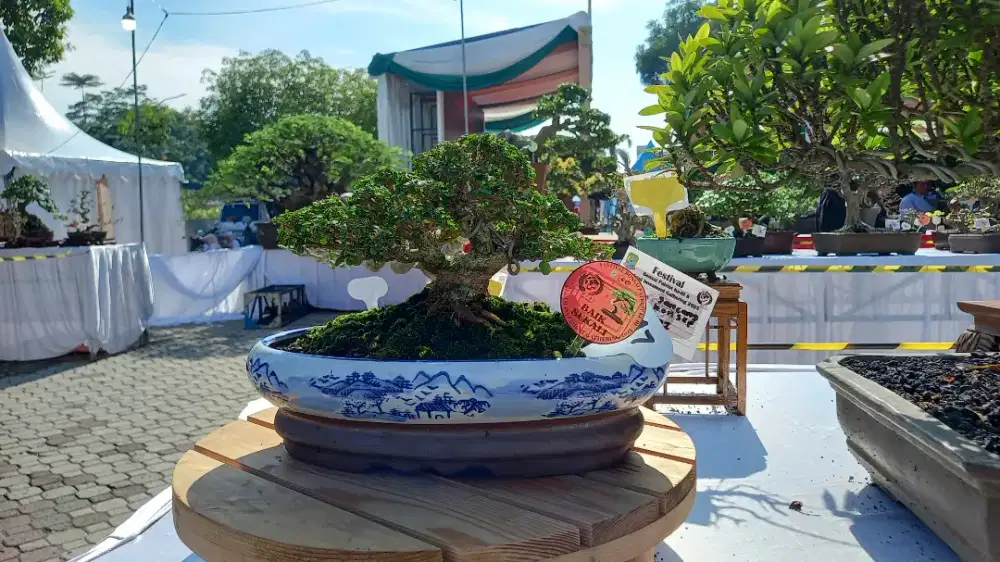 Bonsai sancang small kontes