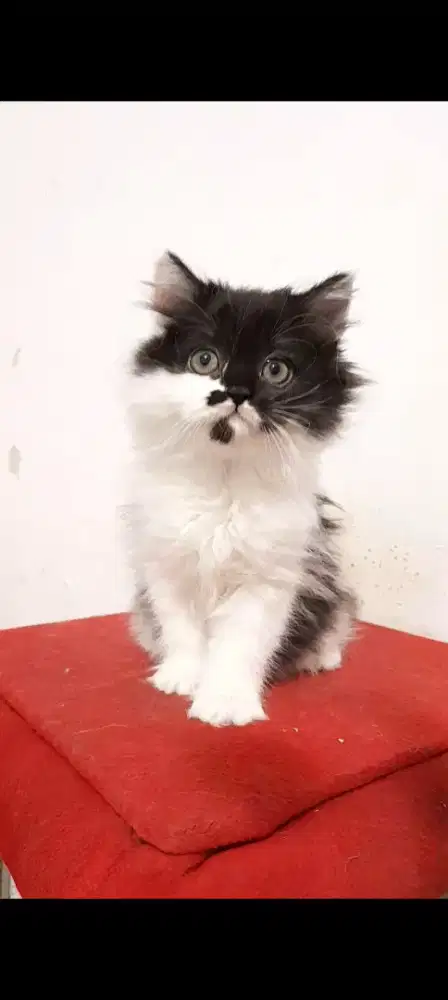 Anak kucing bsh persian