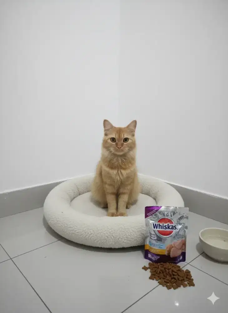 Kucing betina persia mixdome