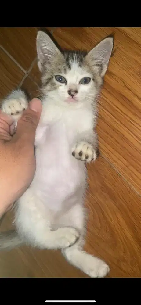 Kitten mixdome jantan