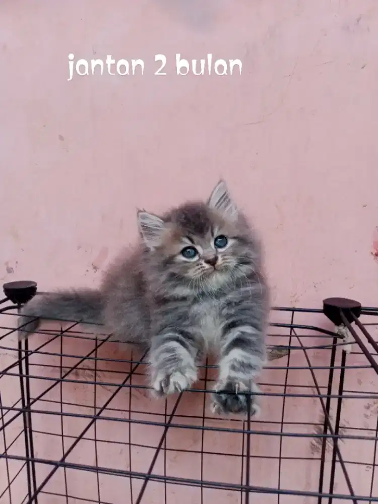 Kucing Persia medium