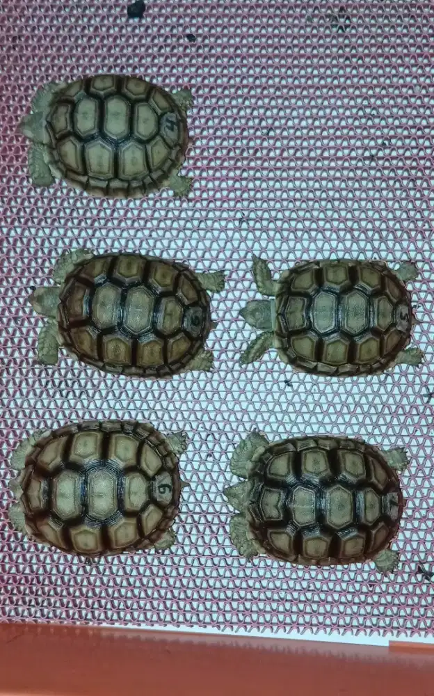 Mainan Kura Sulcata No Minus