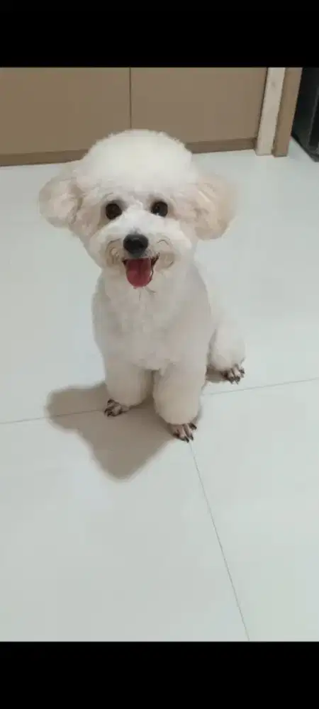 Anjing White Poodle
