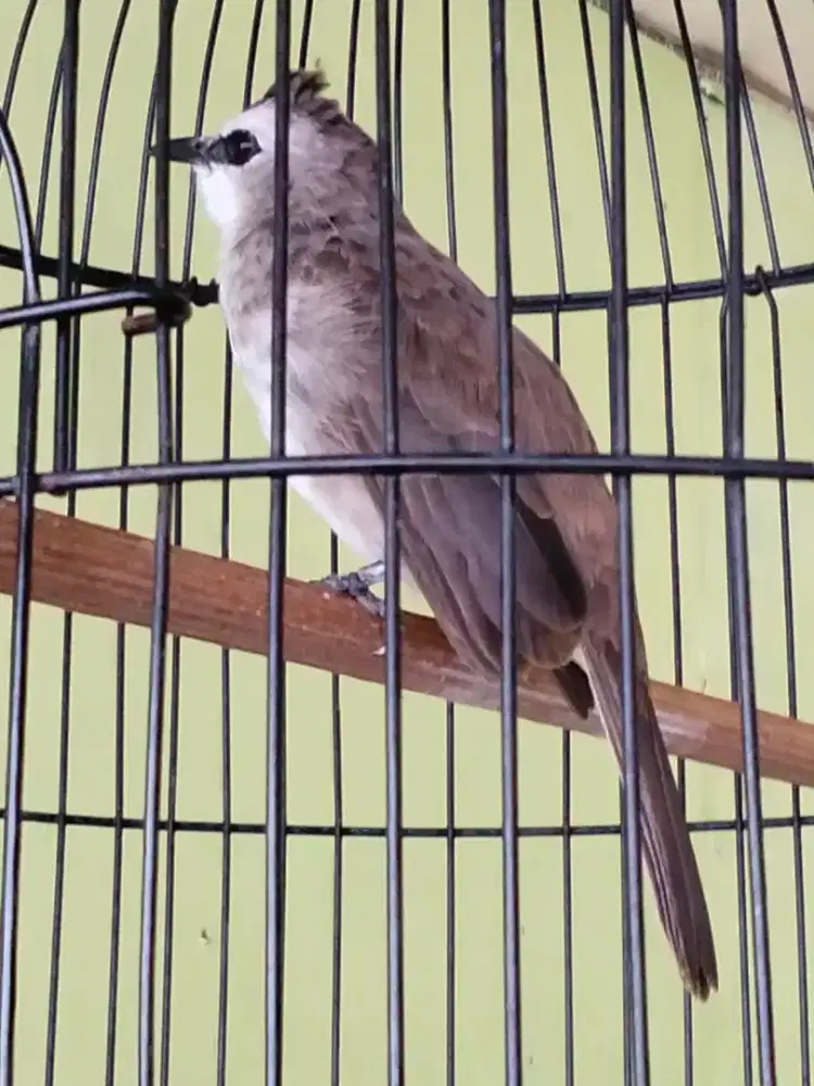 Crucukan jinak ropelan rajin