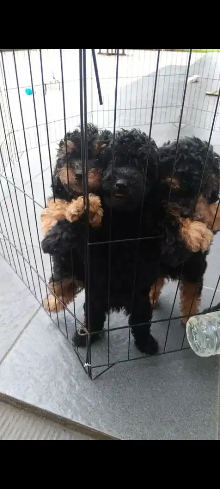 Anjing phantom poodle