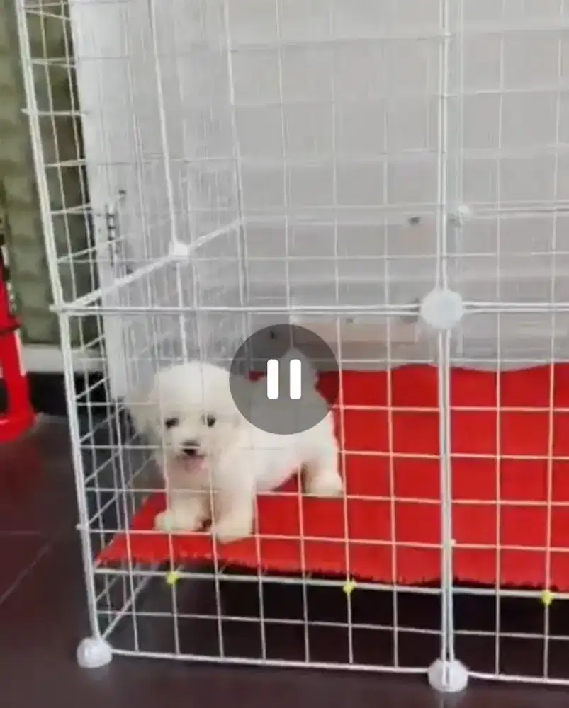 Jual bichon betina