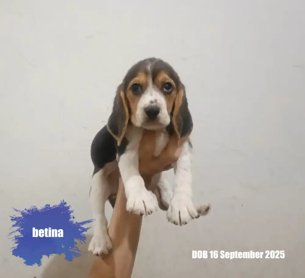 Beagle Puppy Betina