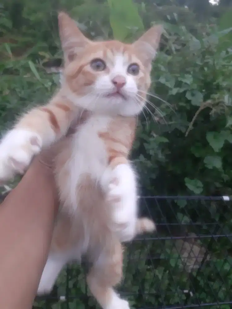 Kucing BSH british shorthair scottish munchkin mainecoon exo ragdol