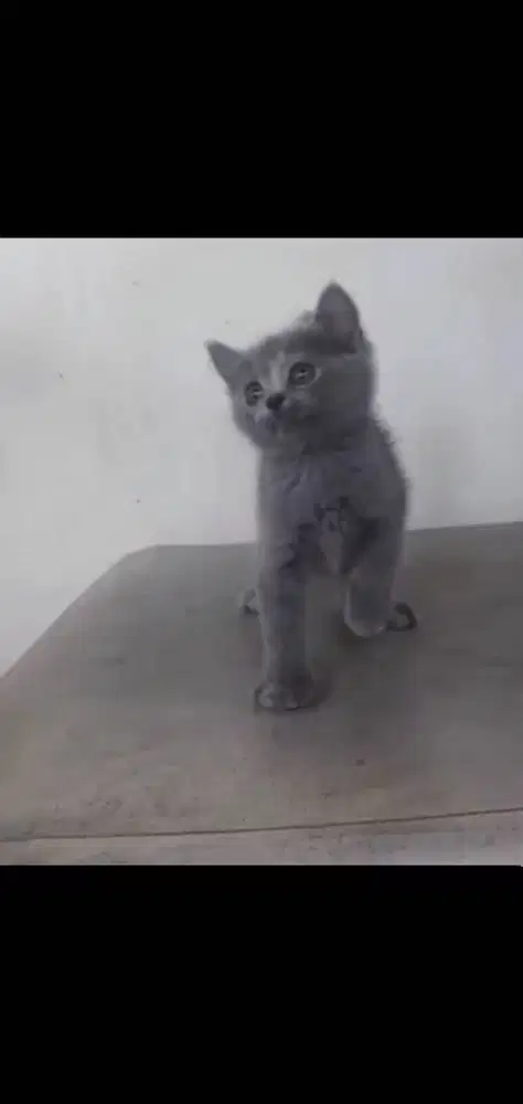Kucing kitten British shorthairr Bluetortie Lucu
