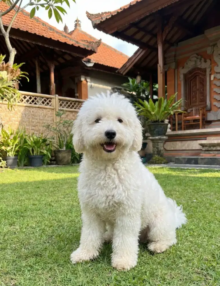 Dicari adopter untuk Sepasang Jantan-Betina sehat, aktif, Lucu