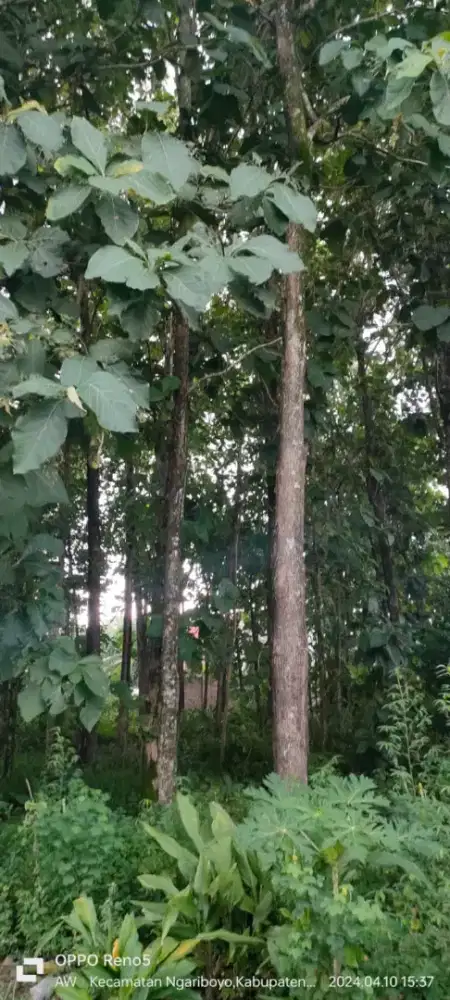 DIJUAL TANAH MURAH DIPINGGIR JALAN UTAMA